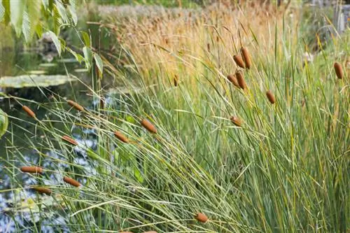 рогоз в пруду
