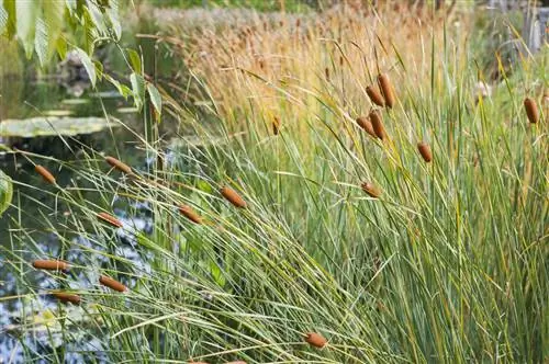 Польза рогоза широколистного в саду