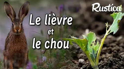 Защитим овощи от кроликов и зайцев