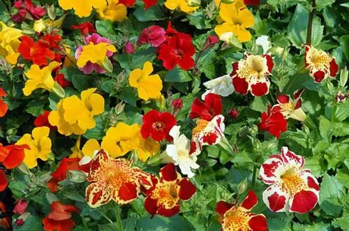 Как вырастить мимулюс (Mimulus): сорта, применение
