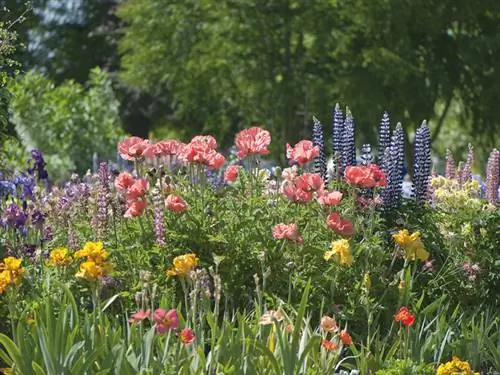 Ирис и восточный мак, дуэт на солнце