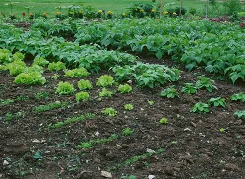 Восходящая и Растущая Луна: как их распознать