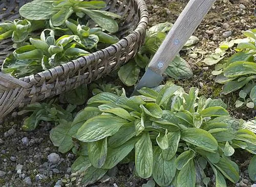 Урожай салата из баранины Coquille de Louviers, выращенного при луне