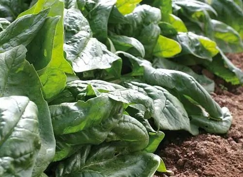 Выращивание шпината при луне (листовой овощ)