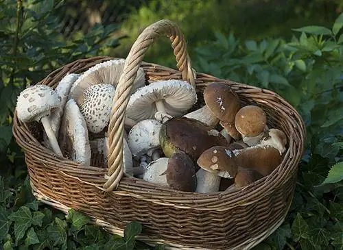 Сбор грибов при луне