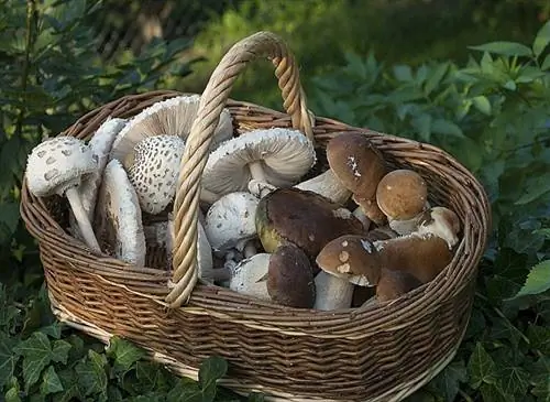 Лучшие лунные периоды для сбора грибов