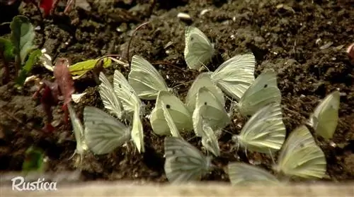 Выявите и уничтожьте капустную моль (pieris Brassicae) естественным путем