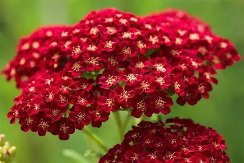 Цветок тысячелистника (Achillea millefolium) 'Red Velvet' Цветок тысячелистника (Achillea millefolium) 'Red Velvet'