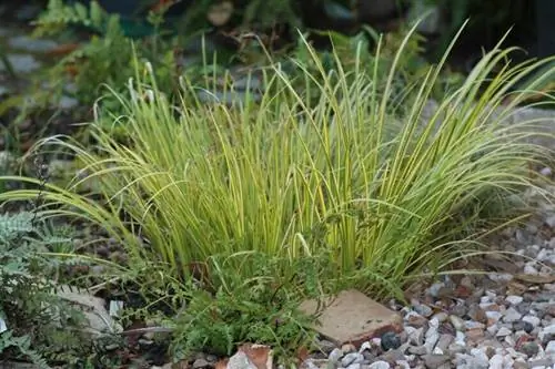 Аир аир 'Variegatus' Аир аир 'Variegatus'