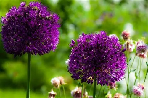 Декоративный чеснок Allium Декоративный чеснок Allium