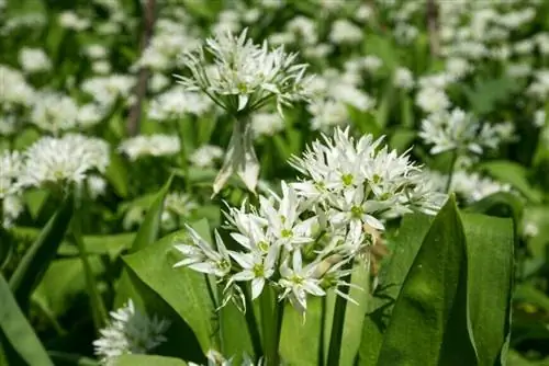 Дикий чеснок Дикий чеснок