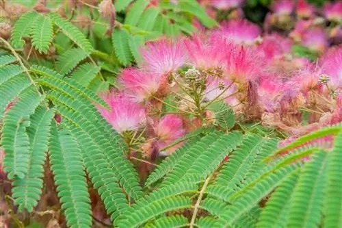 Шелковое дерево (Albizia julibrissin)