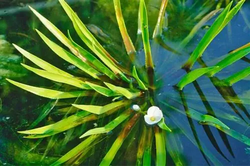 Водяное алоэ (Stratiotes aloides) Водяное алоэ (Stratiotes aloides)