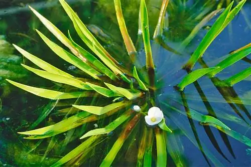 Водяное алоэ: цветущее и насыщающее кислородом водное растение