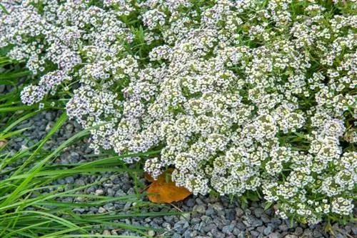 Алиссум сладкий (Alyssum maritimum) Алиссум сладкий (Alyssum maritimum)