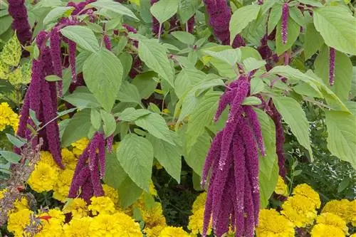 Амарант: его цветение впечатляет