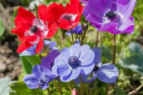 анемон цветочный (Anemone coronaria)