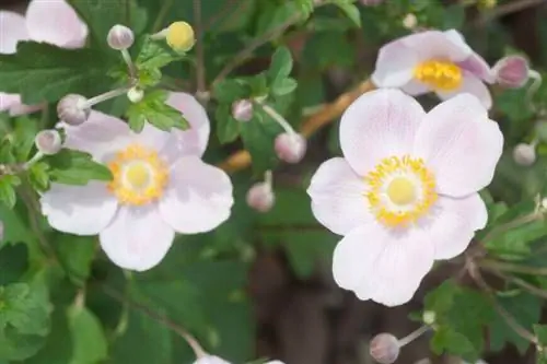 Анемона Hupehensis великолепная