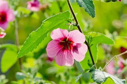 Anisodontea capensis 'Эль Райо'