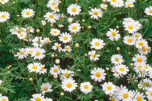 Anthemis: многолетники с ярким цветением