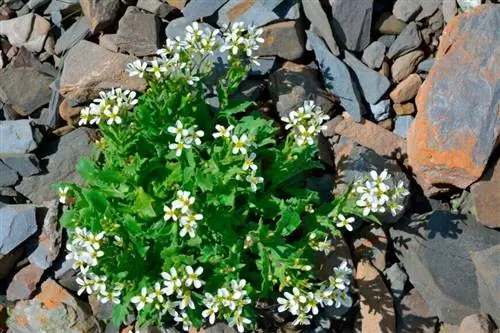 Серебряная корзинка (Arabis alpina)