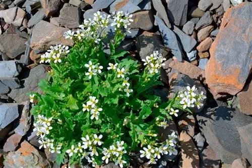Арабис: отличное почвопокровное растение для рокариев или клумб
