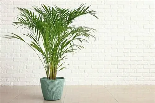 Арека (Dypsis lutescens)