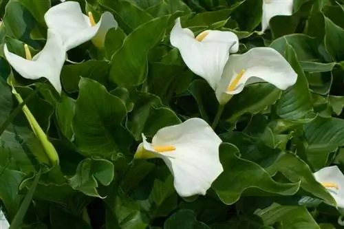 Эфиопский арум в цвету