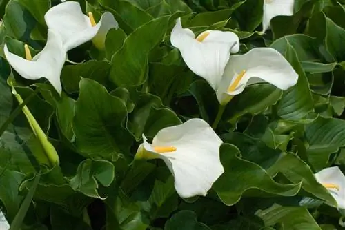 Эфиопский арум: экзотическое изящество в самом сердце вашего сада