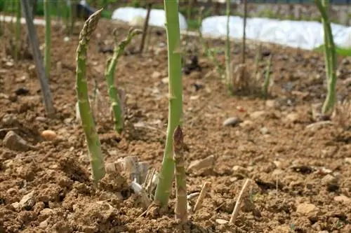 Спаржа, спаржа лекарственная