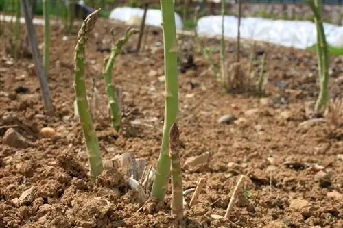 Спаржа: выращивание, посадка, уход