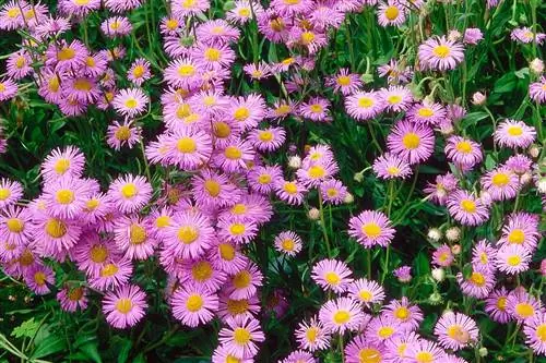 Астра: созвездие звездных цветов для сада