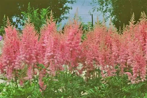 Астильба: цветение с размахом