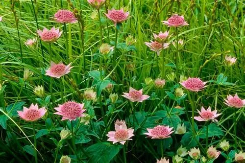 Астранция максимальная