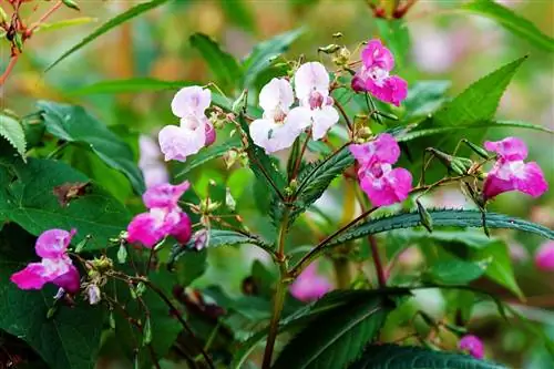 Гималайский бальзам: цветочное сияние горных пейзажей