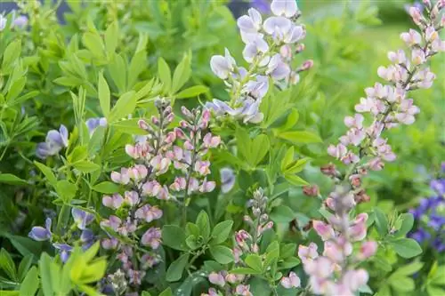 Баптизия: посадка и уход за люпином индиго