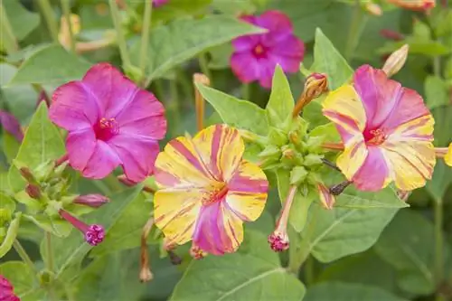 Belle-de-nuit: посадка и уход за мирабилисом халапой