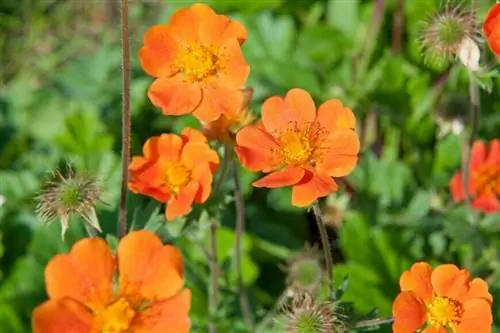 Geum borisii 'Королева апельсина'