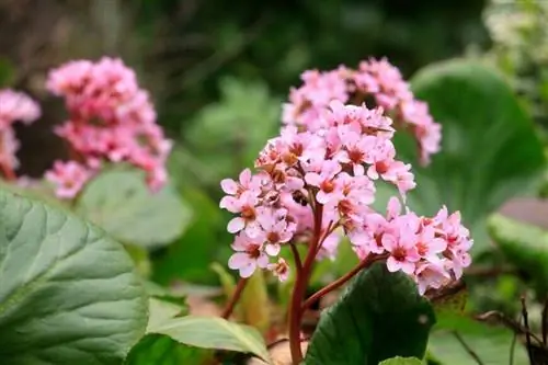 Бадан толстолистный