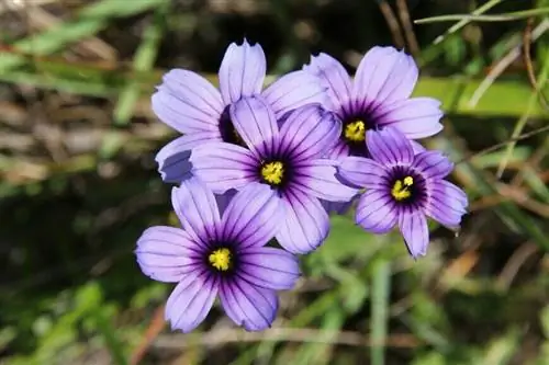 голубоглазая трава (Sisyrinchium bellum)
