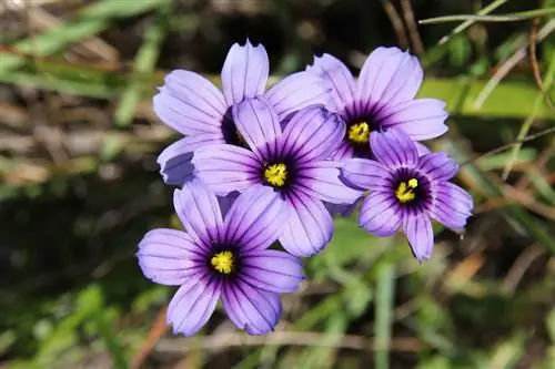 Бермудские острова: ботаническое чудо, которое приглашает вас сбежать