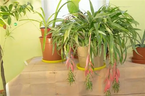 Бильбергия в розовых цветах