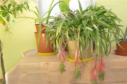 Бильбергия: посадка, выращивание и уход