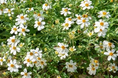 Байденс: эффектное и яркое цветение