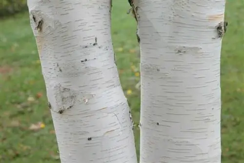 Береста, Betula utilis Береста, Betula utilis