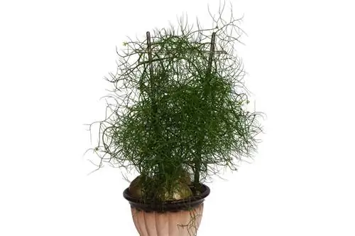 Твининг Боуи: оригинальное растение из Африки