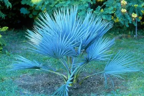 Брахея армата, пальма