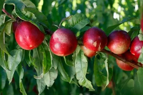 Брюньон 'Фиолетовый кардинал' на Брюньонье