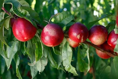 Брюньоньера: посадка, выращивание и уход