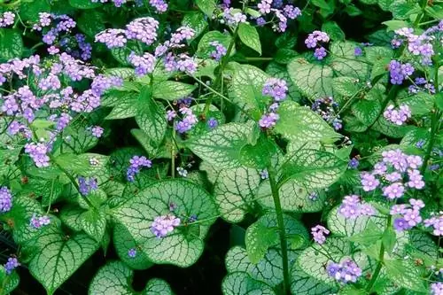 Бруннера крупнолистная 'джек фрост'